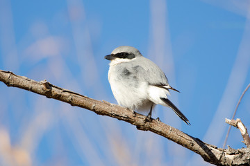 Loggerhead Shrike