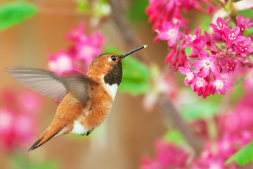 Rufous Hummingbird feeding on Flowering Currant © birdiegal