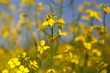 Rapeseed 02