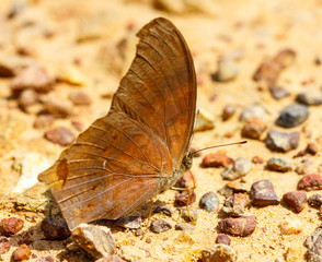 The great assyrian butterfly on ground