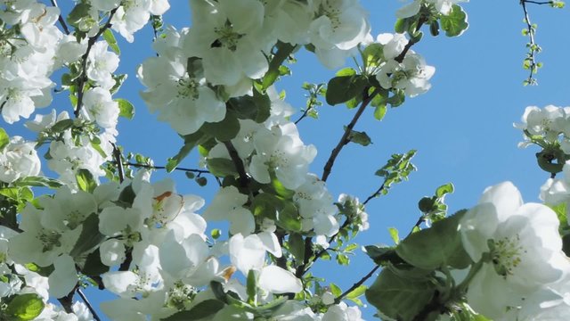 White apple flowers in the garden on a clear blue sky background