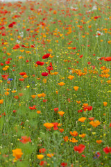 the picturesque landscape with red poppies among the meadow