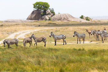 Fototapeta na wymiar Zebras in Serengeti