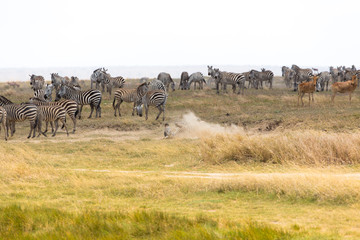 Zebra rolls in the sands