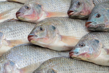 Nile Tilapia