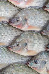 Nile Tilapia