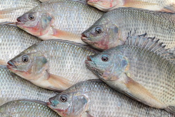 Nile Tilapia