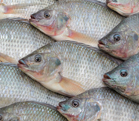 Nile Tilapia