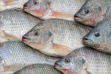 Nile Tilapia
