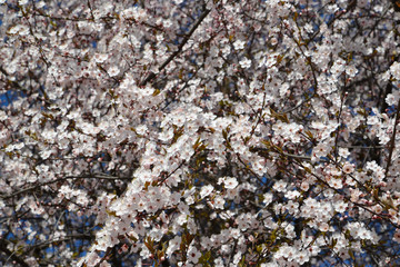 Cherry blossoming (Prunus subgen. Cerasus), background