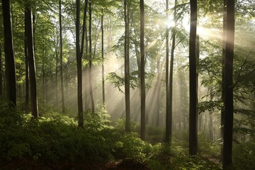 Spring beech forest after a few days of rain in a foggy morning - obrazy, fototapety, plakaty