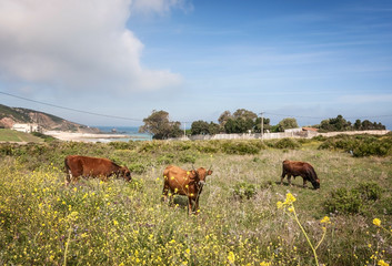 Cows