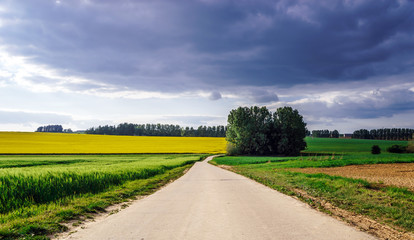 Colorful rural landscape with yellow bittercress fields