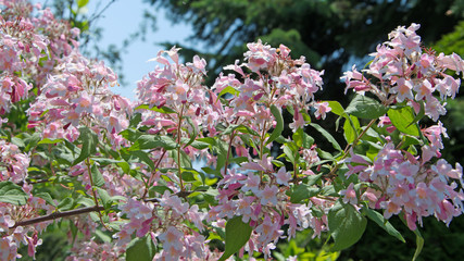 Weigelie - Weigela