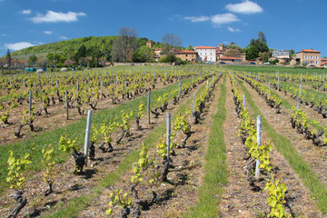 Vignoble et village en beaujolais
