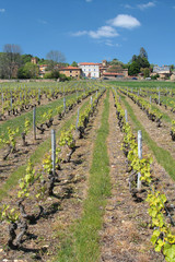 Fototapeta na wymiar Winnica w Beaujolais