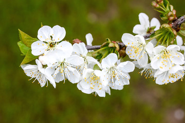 Fototapeta premium Blütenzweig