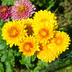 Chrysanthemen