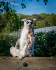 lemur