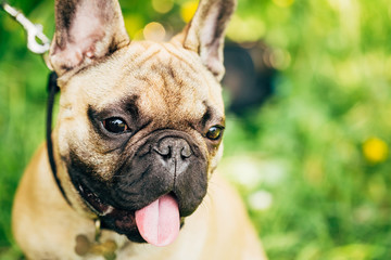 Dog French Bulldog