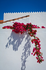 kwiat bugenwilia różowy fuksja Hiszpania Marbella kwiaty