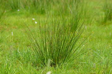 Meadow with soft rush