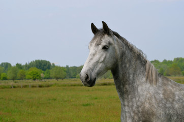 Obraz premium horse in field