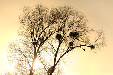 Baum mit Misteln im Gegenlicht