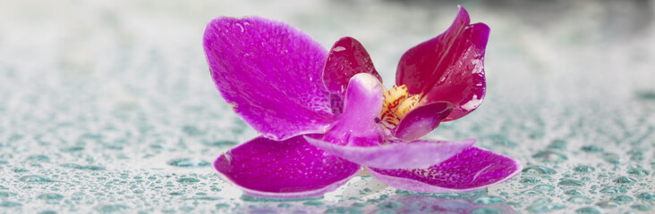Obraz na płótnie Canvas Purple orchid and water drops