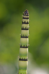 Young great horsetail