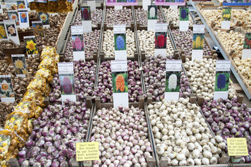 Hyacinth and Daffodil Bulbs