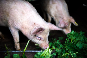 two farm piglets eating grass in the countryside