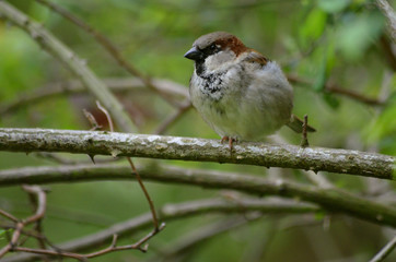 House sparrow