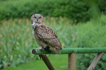 eagle-owl