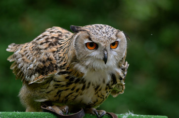 eagle-owl