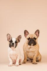 French bulldogs laying on beige background