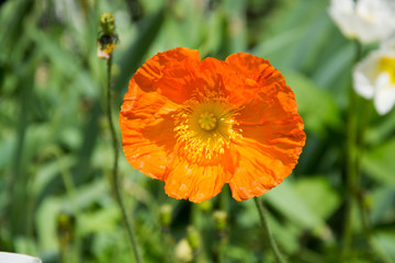 Fototapeta premium Mohnblume