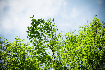 Betula pendula