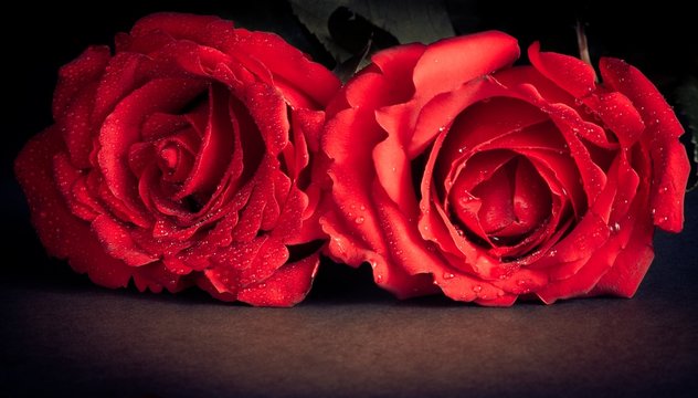 two roses on black background,old style, valentine day and love