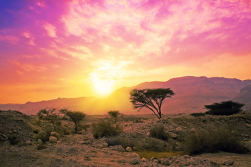 Fototapeta na wymiar Magic pink sunset in savannah