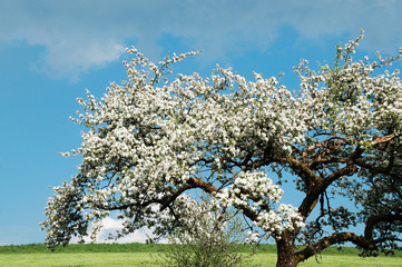 Fototapeta premium Blühender Apfelbaum