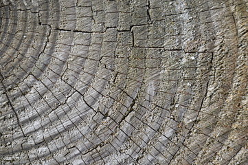 Fototapeta premium stara struktura drewna