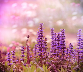 Flowering beautiful wild purple meadow flowers