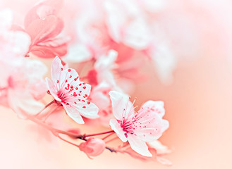 Soft focus on flowering branch - blooming tree