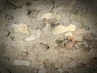 Tree bark as background.
