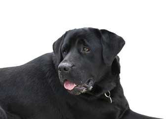 Fototapeta premium Labrador Retriever with sand on his snout