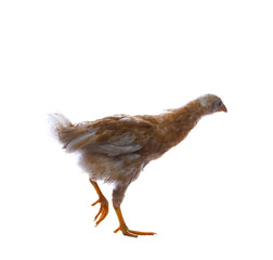 eggs hen standing with one leg or walking isolated on whtie back