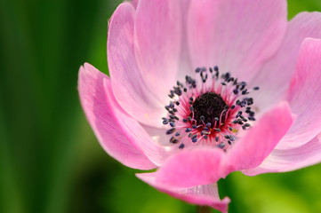 Fototapeta na wymiar Pink anemone against green background