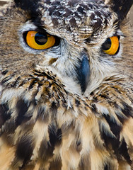 Great Horned Owl (Bubo virginianus), aka Tiger Owl, closeup