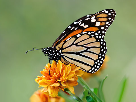 Monarch butterfly on garden flowers during autumn migration